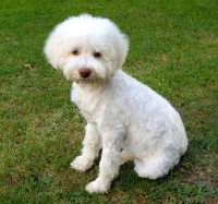 /album/www-lagotto-gaia-webnode-cz-chovna-stanice-mych-rodicu-plemene-lagotto/gaia-na-zahrade-2-9-jpg/